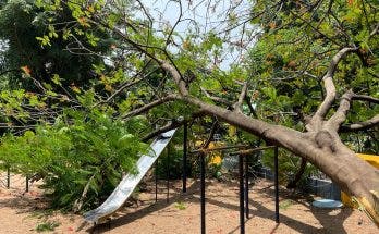 Old tree falls down inside Nageswara Rao Park