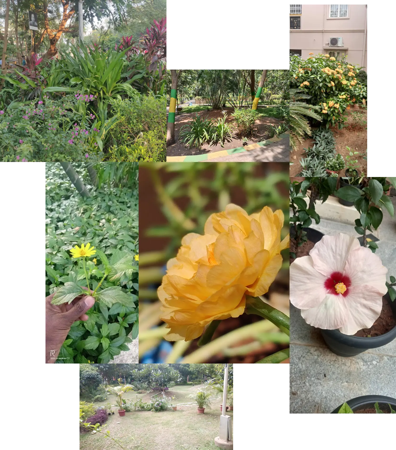 herbal plants & flowers Img